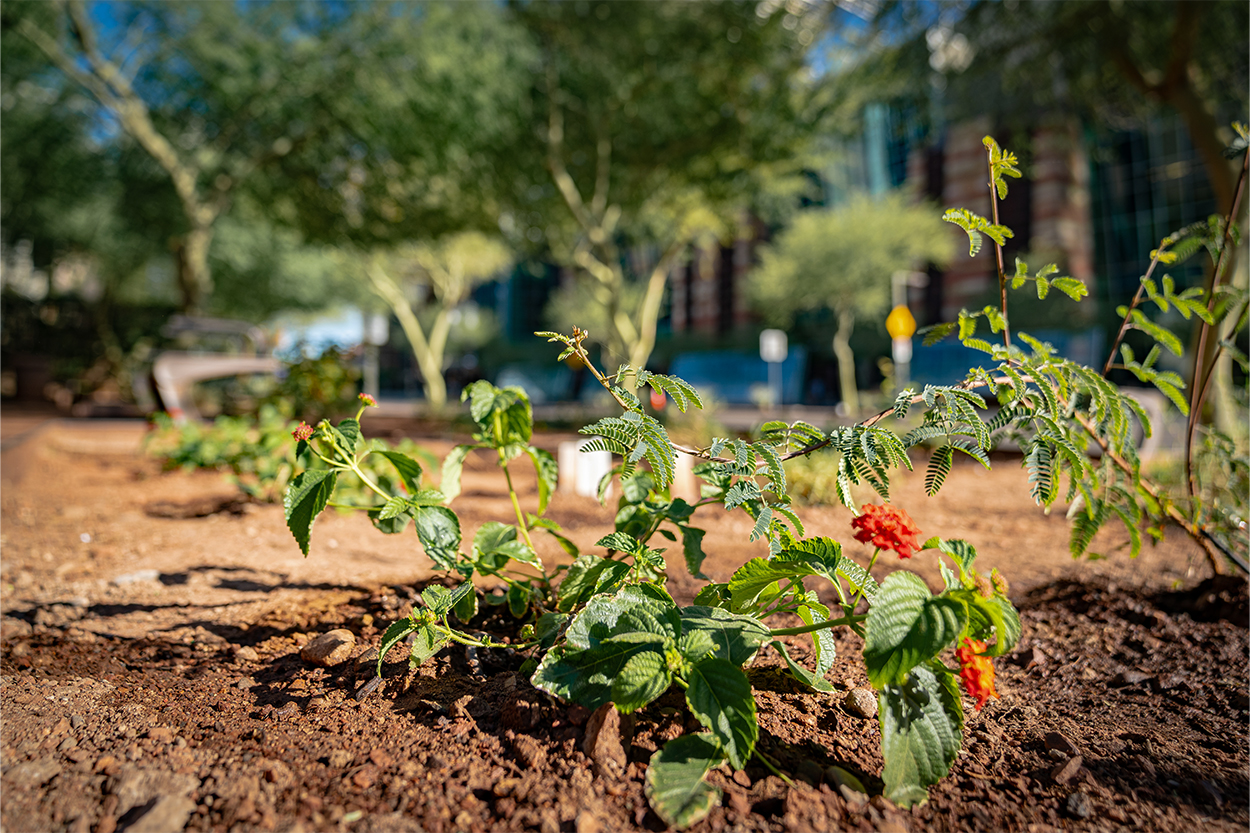 Lantana plant in the pollinator garden at the Phoenix Convention Center